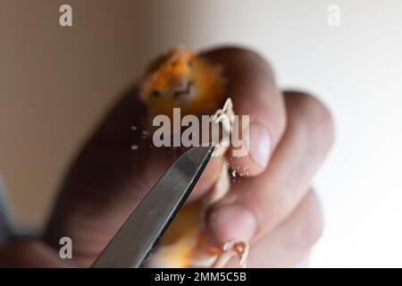 Klauen eines gelben kanarienvogel durchschneiden, Kanariennägel klopfen Stockfoto