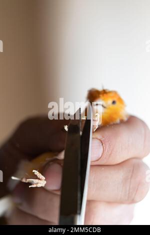 Klauen eines gelben kanarienvogel durchschneiden, Kanariennägel klopfen Stockfoto