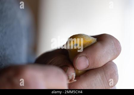 Klauen eines gelben kanarienvogel durchschneiden, Kanariennägel klopfen Stockfoto