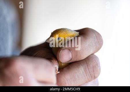 Klauen eines gelben kanarienvogel durchschneiden, Kanariennägel klopfen Stockfoto