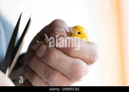Klauen eines gelben kanarienvogel durchschneiden, Kanariennägel klopfen Stockfoto