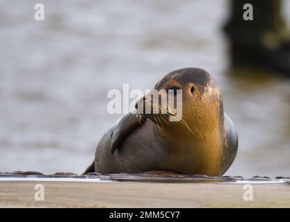 Den Helder, Niederlande. Januar 2023. Ein junger Seehund ruht auf einer Helling am Wattenmeer. Hochwertiges Foto Stockfoto