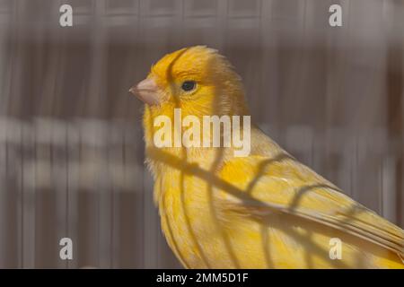 Ein gelber kanarienvogel, der in einem Käfig sitzt Stockfoto