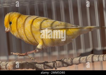 Lebendiger gelber kanarienvogel, der in den Käfig springt Stockfoto