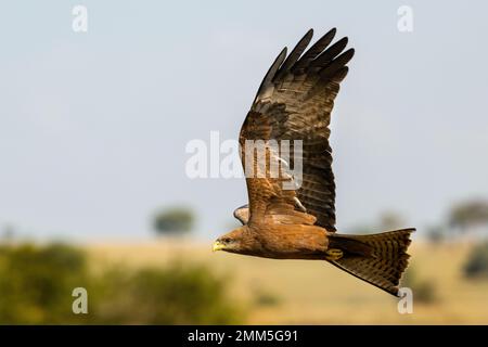 Ein schwarzer Drachen, der im Flug unten im Kidepo-Tal von Nord-Uganda fotografiert wurde. Stockfoto