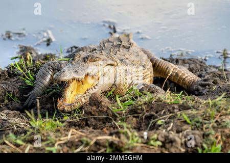 Ein Krokodil in der Sonne, neben einem Wasserloch im Kidepo-Tal im Norden Ugandas. Stockfoto