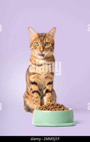 Eine bengalische Katze und eine Schüssel voller Trockenfutter auf einem farbigen Hintergrund. Speicherplatz kopieren. Stockfoto