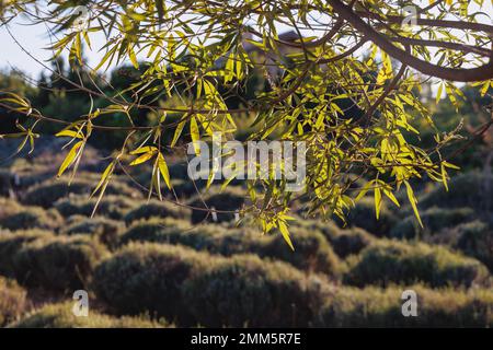 Vitex-Agnus-Castus-Pflanze genannt Keusche Baum im Zyperninselland Stockfoto