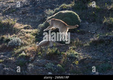 Ich habe diese Fotos im November 2019 auf der Suche nach Pumas im Torres Del Paine Nationalpark gemacht Stockfoto