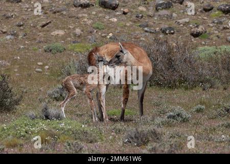 Ich habe diese Fotos im November 2019 auf der Suche nach Pumas im Torres Del Paine Nationalpark gemacht Stockfoto