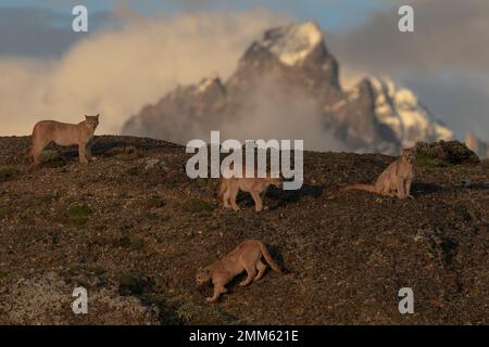 Ich habe diese Fotos im November 2019 auf der Suche nach Pumas im Torres Del Paine Nationalpark gemacht Stockfoto