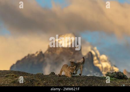 Ich habe diese Fotos im November 2019 auf der Suche nach Pumas im Torres Del Paine Nationalpark gemacht Stockfoto