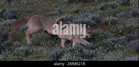 Ich habe diese Fotos im November 2019 auf der Suche nach Pumas im Torres Del Paine Nationalpark gemacht Stockfoto