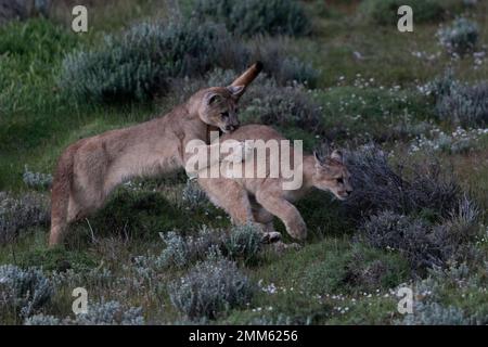 Ich habe diese Fotos im November 2019 auf der Suche nach Pumas im Torres Del Paine Nationalpark gemacht Stockfoto