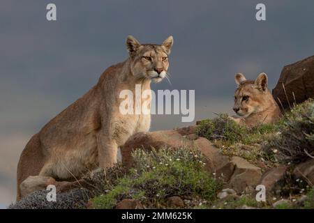 Ich habe diese Fotos im November 2019 auf der Suche nach Pumas im Torres Del Paine Nationalpark gemacht Stockfoto