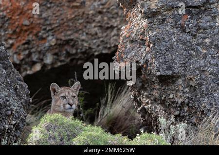 Ich habe diese Fotos im November 2019 auf der Suche nach Pumas im Torres Del Paine Nationalpark gemacht Stockfoto