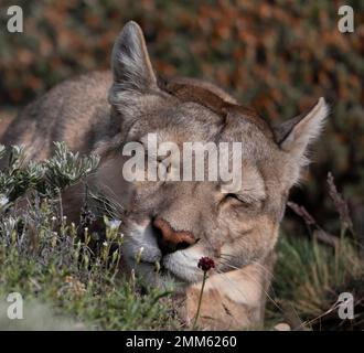 Ich habe diese Fotos im November 2019 auf der Suche nach Pumas im Torres Del Paine Nationalpark gemacht Stockfoto