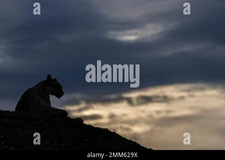 Ich habe diese Fotos im November 2019 auf der Suche nach Pumas im Torres Del Paine Nationalpark gemacht Stockfoto