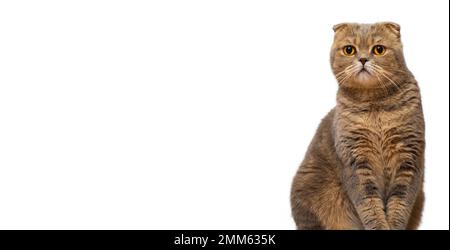 Eine rothaarige schottische Falte mit gelben Augen auf weißem Hintergrund. Isolat einer sitzenden Katze. Stockfoto