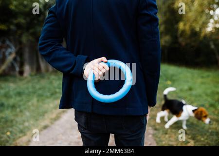Im Herbst im Park mit einem Beagle spazieren gehen und spielen Stockfoto