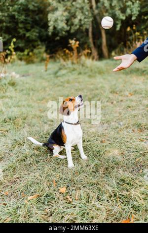 Im Herbst im Park mit einem Beagle spazieren gehen und spielen Stockfoto