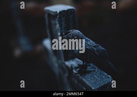 Frostige Krähe auf einem Grabstein Stockfoto