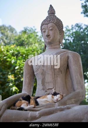 Eine Katze, die in der Hand des Buddha schläft. Stockfoto