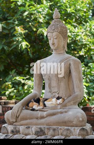 Eine Katze, die in der Hand des Buddha schläft. Stockfoto