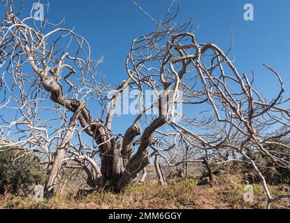 Ein alter Pistazienbaum (Pistacia Vera) an den Hängen des Ätna in der Nähe von Bronte, Sizilien, Quelle der weltweit besten Pistazien Stockfoto