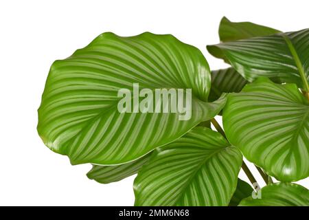 Große gestreifte Blätter exotischer Gebetspflanze „Calathea Orbifolia“ auf weißem Hintergrund Stockfoto