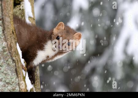 Der Marder läuft auf dem neu gefallenen Schnee und klettert in die Baumhohle. Stockfoto