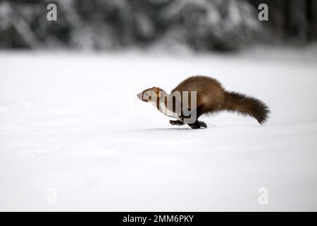 Der Marder läuft auf dem neu gefallenen Schnee und klettert in die Baumhohle. Stockfoto
