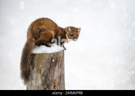 Der Marder läuft auf dem neu gefallenen Schnee und klettert in die Baumhohle. Stockfoto