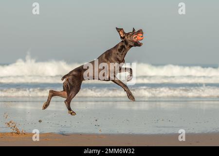 Gesprungener deutscher Pointer Dog, der Ball fängt Stockfoto