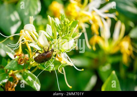 Ein Scheuerkäfer auf einer Blume Stockfoto