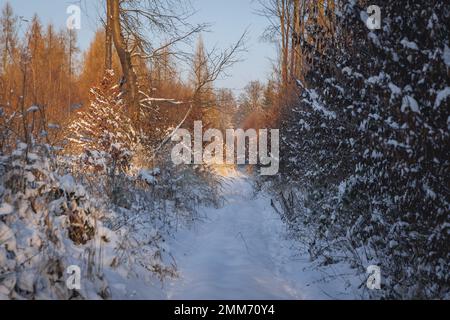 Schnee im Wald im Dorf Rogow in der Woiwodschaft Lodzkie in Polen Stockfoto