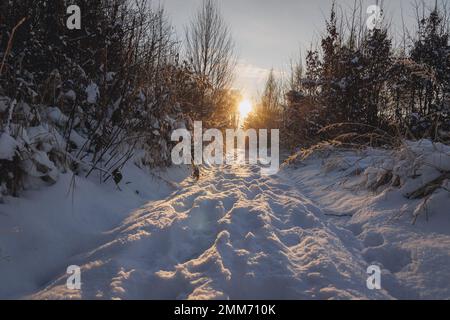 Schnee im Wald im Dorf Rogow in der Woiwodschaft Lodzkie in Polen Stockfoto