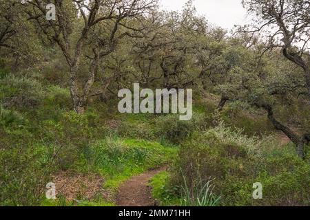 Wanderweg durch dichten Wald, junge Korkeichenbäume im Wald in Andalusien, Spanien. Stockfoto