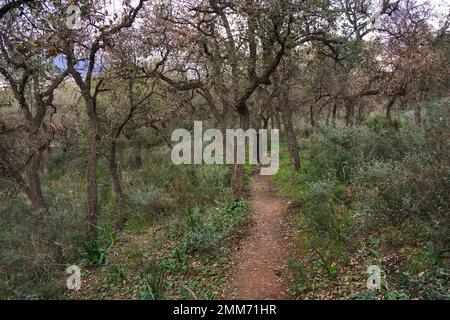 Wanderweg durch dichten Wald, junge Korkeichenbäume im Wald in Andalusien, Spanien. Stockfoto