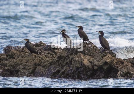 Gruppe großer Kormorane (Phalacrocorax carbo), die auf einem Felsen im Meer ruhen, Andalusien, Spanien. Stockfoto