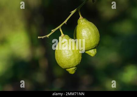 Zwei unreife Zitronen hängen an einem Baum. Stockfoto