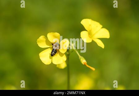 Honigbiene mit Pollen auf einer Oxalis pes-caprae, Bermuda-Butterblume, Spanien. Stockfoto