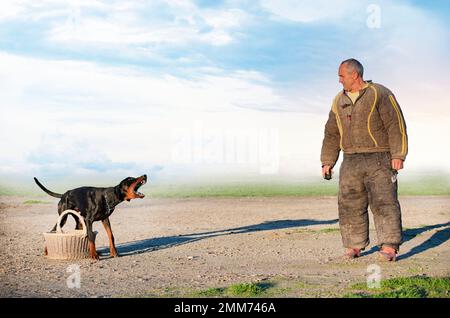 Junger Dobermann Pinscher Ausbildung zum Schutz in der Natur Stockfoto