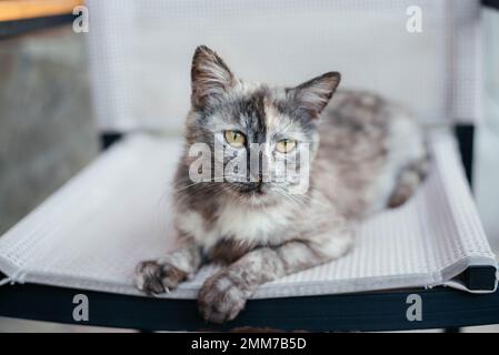 Eine traurige schwarze Katze liegt auf einer Bank im Garten. Katze mit grünen Augen. Süße und traurige Katze. Stockfoto