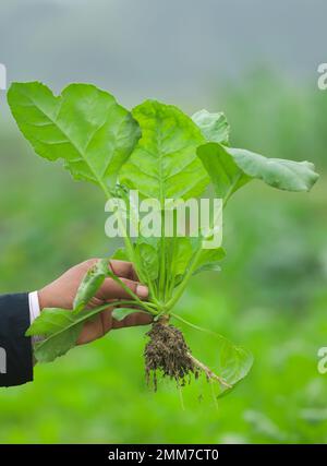 Handhalten von frisch geerntetem Spinat auf dem Feld Stockfoto