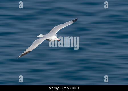 Audouin-Möwe, Ichthyaetus audouinii, auf weißer Hintergrundtransparenz, Wildvogel im Flug Stockfoto
