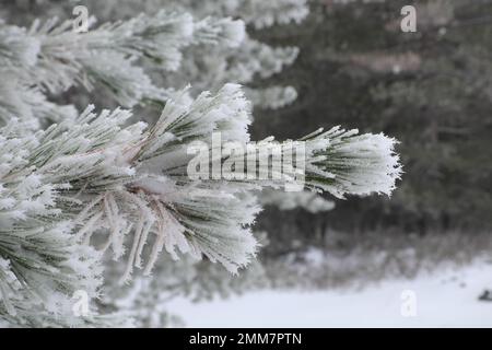 schneeflockenfrost auf Piniennadeln im Winter von Sizilien, Ätna-Nationalpark, Italien Stockfoto