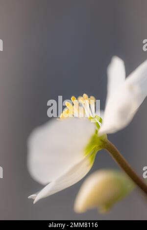 Nahaufnahme einer weißen Weihnachtsrose (Helleborus niger) Stockfoto