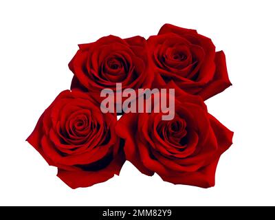 Wunderschöner Strauß aus roten Rosen, isoliert auf schwarzem Hintergrund Stockfoto