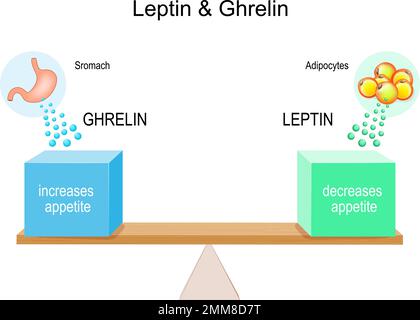 Leptin und Ghrelin. Essstörungen. Magen produziert Ghrelinhormon für Appetitzunahme, und Fettgewebe setzt Leptin für Appetitzunahme frei. Stock Vektor